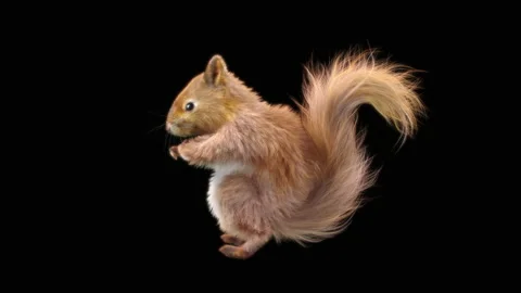 Squirrel Dancing, With Alpha Matte. 库存影片 138228545