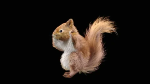 Squirrel Dancing, With Alpha Matte. Видео 138228648