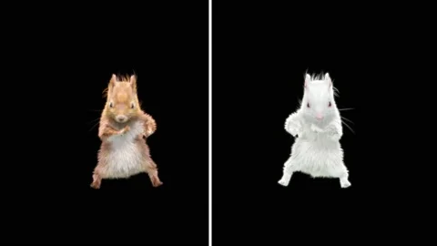 Squirrel Dancing, With Alpha Matte. Stock Footage 138228780