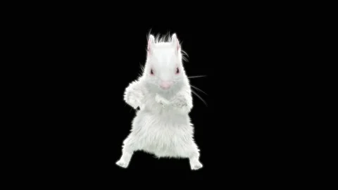 Squirrel Dancing, With Alpha Matte. Stock Footage 138228977