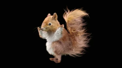 Squirrel Dancing, With Alpha Matte. Stock Footage