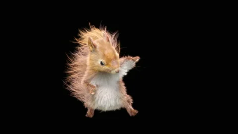 Squirrel Dancing, With Alpha Matte. Stock Footage 138233240