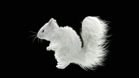 Squirrel Dancing, With Alpha Matte. 库存影片 138234600