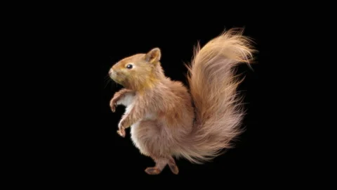 Squirrel Dancing, With Alpha Matte. 库存影片 138235578