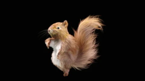 Squirrel Dancing, With Alpha Matte. 스톡 동영상 138235682