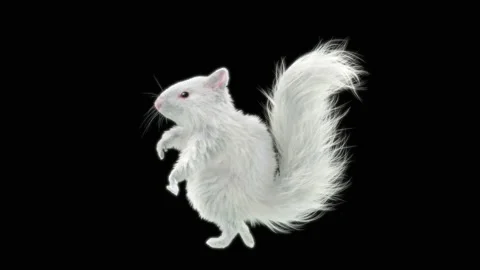 Squirrel Dancing, With Alpha Matte. 스톡 동영상 138235741