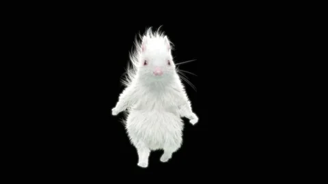 Squirrel Dancing, With Alpha Matte. 库存影片 138235770