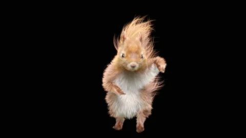 Squirrel Dancing, With Alpha Matte. 库存影片 138246897