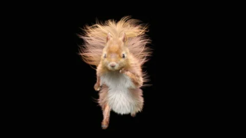 Squirrel Dancing, With Alpha Matte. 库存影片 138247600