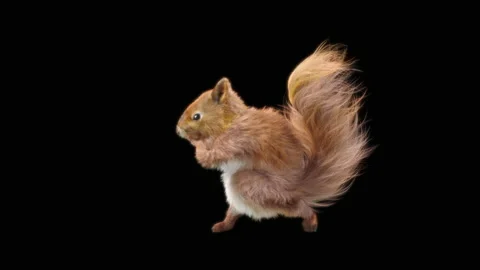Squirrel Dancing, With Alpha Matte. Stock Footage 138247785