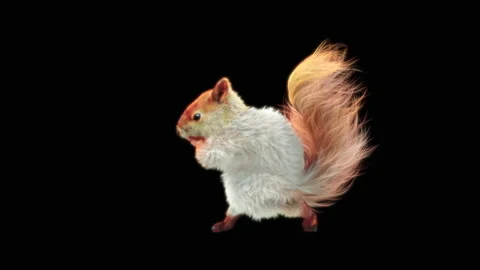 Squirrel Dancing, With Alpha Matte. 库存影片 138248625