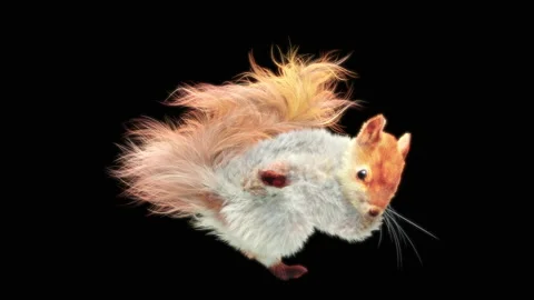 Squirrel Dancing, With Alpha Matte. 库存影片 138249916