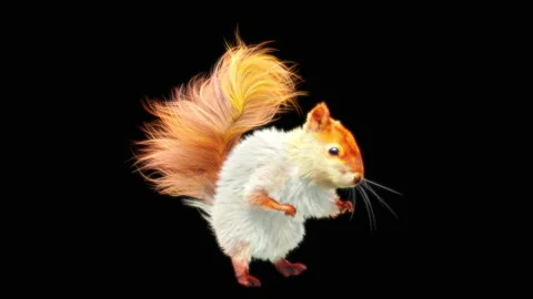 Squirrel Dancing, With Alpha Matte. Stock Footage 138253493