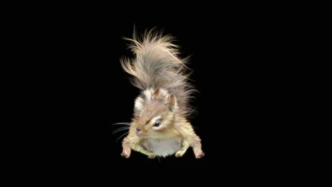 Squirrel Dancing, With Alpha Matte. 库存影片 149934885