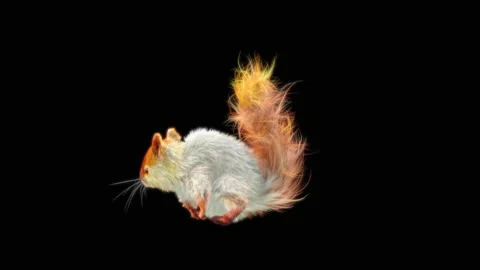 Squirrel Dancing, With Alpha Matte. 库存影片 149935148