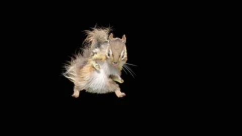 Squirrel Dancing, With Alpha Matte. Видео 150069184