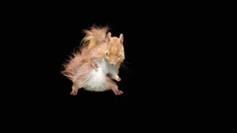 Squirrel Dancing, With Alpha Matte. Видео 150069223