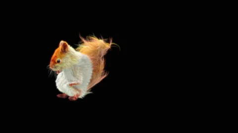 Squirrel Dancing, With Alpha Matte. Stock Footage 150069267