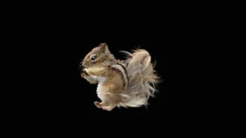 Squirrel Dancing, With Alpha Matte. 库存影片 150226381