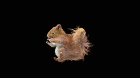 Squirrel Dancing, With Alpha Matte. Stockbeeldmateriaal 150226424