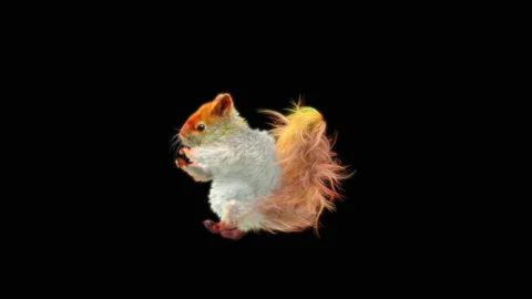 Squirrel Dancing, With Alpha Matte. 库存影片 150226433
