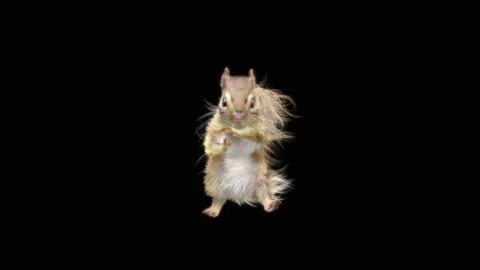 Squirrel Dancing, With Alpha Matte. 库存影片 150226582