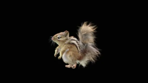 Squirrel Dancing, With Alpha Matte. Stock Footage 150384993