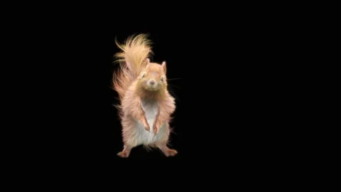 Squirrel Dancing, With Alpha Matte. Stock Footage 150385001
