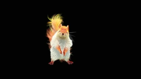 Squirrel Dancing, With Alpha Matte. Stock Footage 150385020