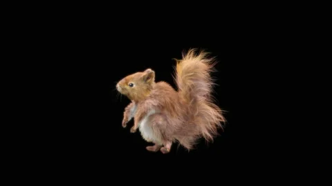 Squirrel Dancing, With Alpha Matte. Stock Footage 150385070