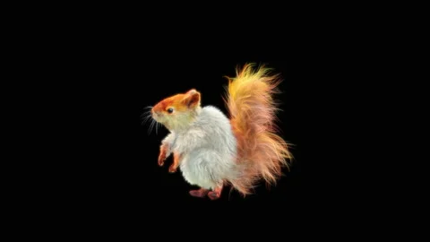 Squirrel Dancing, With Alpha Matte. Stock Footage 150385094