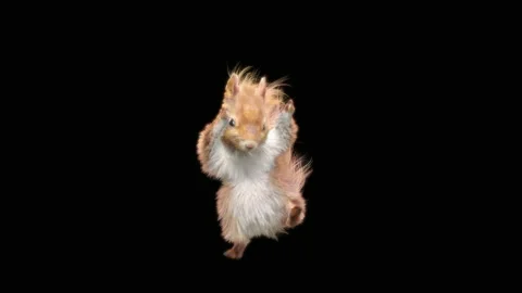 Squirrel Dancing, With Alpha Matte. Stock Footage 150658573