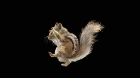 Squirrel Dancing, With Alpha Matte. Stock Footage 150658577