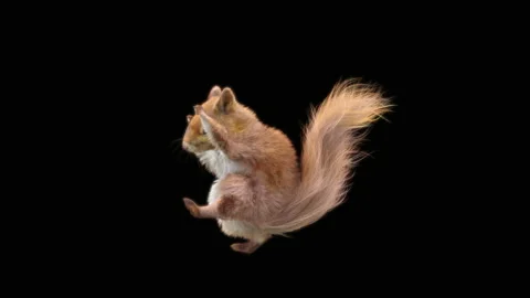 Squirrel Dancing, With Alpha Matte. Stock Footage 150658986
