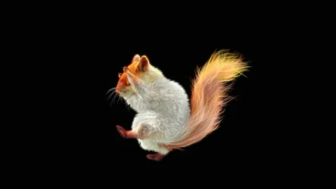 Squirrel Dancing, With Alpha Matte. Stock Footage 150659080