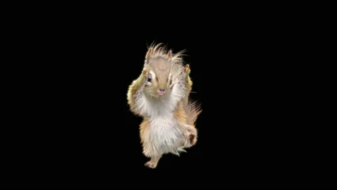 Squirrel Dancing, With Alpha Matte. Stock Footage 150660990