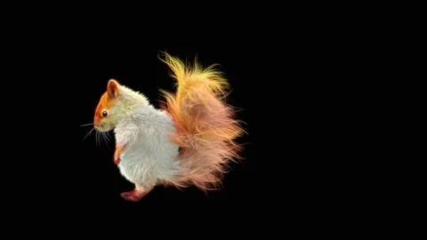 Squirrel Dancing, With Alpha Matte. Stockbeeldmateriaal 150903104