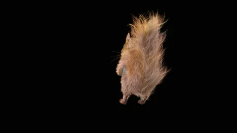 Squirrel Dancing, With Alpha Matte. 库存影片 151118515