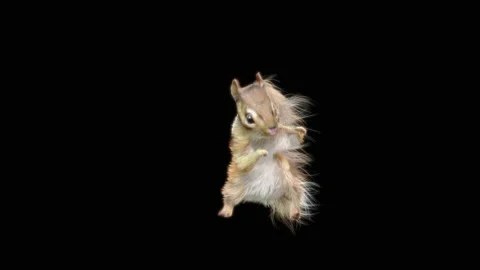 Squirrel Dancing, With Alpha Matte. Stock Footage 151923427
