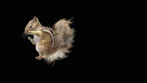 Squirrel Dancing, With Alpha Matte. Stockbeeldmateriaal 151923674