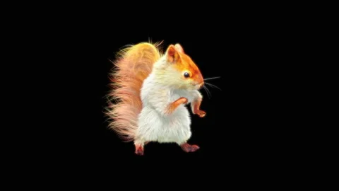 Squirrel Dancing, With Alpha Matte. 库存影片 152422336