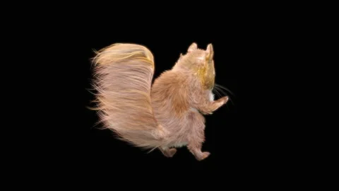 Squirrel Dancing, With Alpha Matte. 库存影片 152838374
