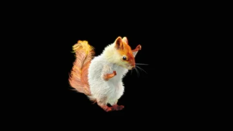 Squirrel Dancing, With Alpha Matte. 库存影片 152838398