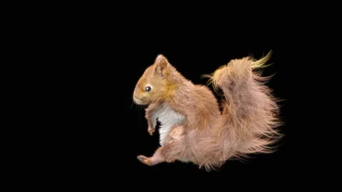 Squirrel Dancing, With Alpha Matte. Stock Footage 153489075