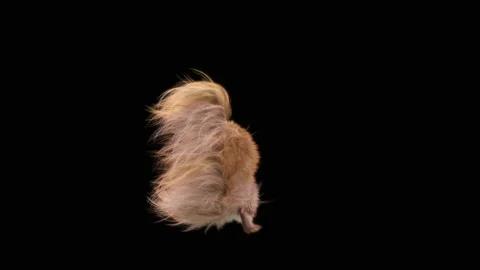 Squirrel Dancing, With Alpha Matte. 库存影片 153489266
