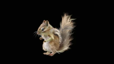 Squirrel Dancing, With Alpha Matte. 库存影片 153937146