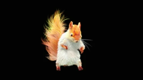 Squirrel Dancing, With Alpha Matte. Video stock 153937222