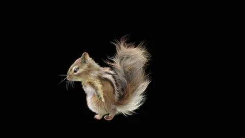 Squirrel Dancing, With Alpha Matte. Stock Footage 154271456