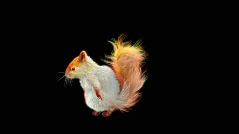Squirrel Dancing, With Alpha Matte. 库存影片 154271483