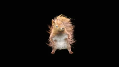 Squirrel Dancing, With Alpha Matte. 库存影片 154326796